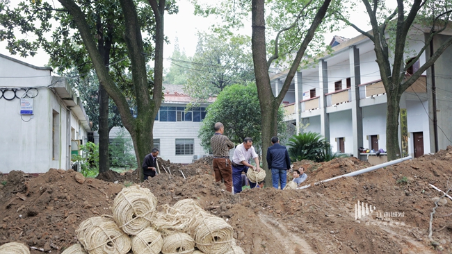 江南城發臨江棚改項目樹木移栽